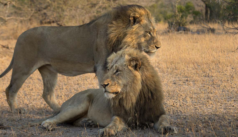 Lions of the Sabi Sand